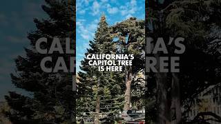 Californias Capitol Tree is Here shorts california holidays sacramento [upl. by Lion]