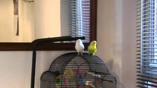 African Grey Parrot and Budgies [upl. by Nowell]