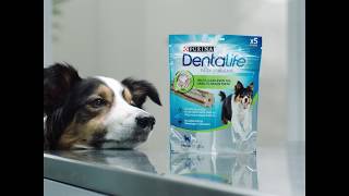 Purina® Dentalife™  Επιστημονικά σχεδιασμένο οδοντικό σνακ για υγιή δόντια  PURINA® Greece [upl. by Cira999]