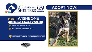 Clear the Shelters  Wishbone needs a home [upl. by Moriarty35]