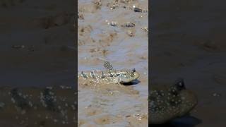 Mudskipper Fish [upl. by Caralie]