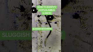 HOW TO IDENTIFY HOPLOLAIMUS LANCE NEMATODEmicroscope nematodes ppn agriculture stem [upl. by Simmonds]