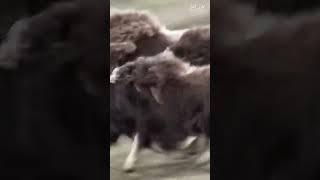 Polar musk ox saves the cub from wolves [upl. by Benedikt]