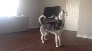 My Husky Sequoia Howling while Home Alone [upl. by Colburn]