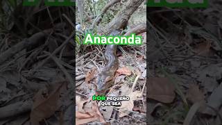 Encuentro con anaconda en plena sequía dentro de la reserva Cuyabeno snake anaconda cuyabeno [upl. by Notserp]