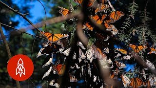 La monarca de las mariposas Múltiples lenguajes Tercer grado [upl. by Jordain178]