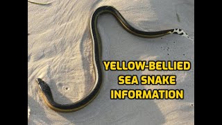 Yellow Bellied Sea Snake Information [upl. by Clarabelle275]