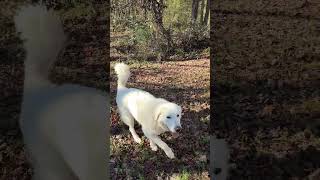 The great Pyrenees guard dog is massive compared to the coyote [upl. by Ained]