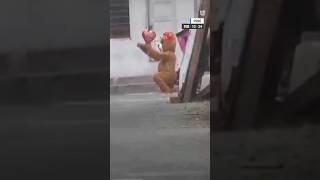 🧸❣️ Policía se disfrazó de un osito de peluche para arrestar a una sospechosa [upl. by Gilder937]