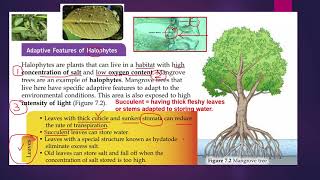 2 Adaptive features of halophytes [upl. by Nonez]