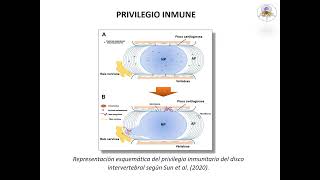 MECANISMOS DE REABSORCIÓN DE LAS HERNIAS DISCALES LUMBARES PARTE 1 [upl. by Laurin]