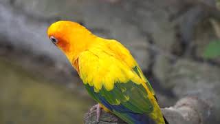 Nature Sounds Sun Conure Parrot Sounds Gray African Parrot Sounds  1 hour  No Music [upl. by Levinson]