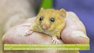 What Is A Dormouse Reintroduction [upl. by Itoyj]