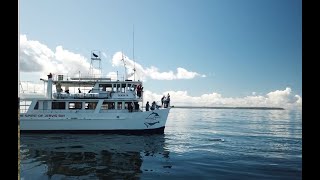 Dolphin Watch Cruises Huskisson Jervis Bay [upl. by Sinclare275]