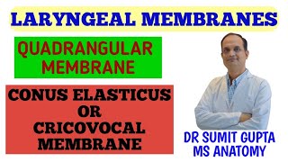 ANATOMY OF LARYNX  MEMBRANES  Quadrangular membranes  Conus elasticus [upl. by Mitchell]