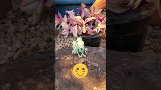 Succulents and Stones Front Yard Rock Garden Showcase [upl. by Dearden603]