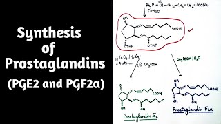 Synthesis of Prostaglandins [upl. by Nnylaehs]