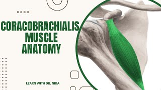 Coracobrachialis Muscle Anatomy Origin Insertion Nerve Supply amp Action [upl. by Arsi]