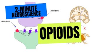 2Minute Neuroscience Opioids [upl. by Heimer]