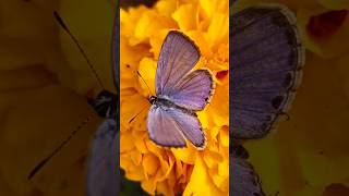 Beautiful Butterflies🦋in nature Most Beautiful ButterfliesOn Planet Earthyoutubeshorts [upl. by Kotto691]