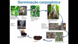 Ciclo de vida do fungo Sclerotinia sclerotiorum [upl. by Gavette]