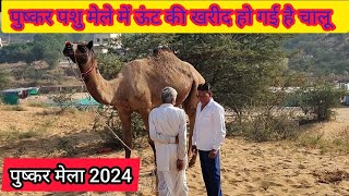 पुष्कर पशु मेले में ऊंट की खरीद हो गई है चालू  pushkar pashu mela 2024  पुष्कर पशु मेला 2024 [upl. by Birck]