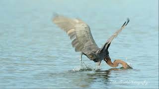 Reddish Egret Fishing [upl. by Accebar]