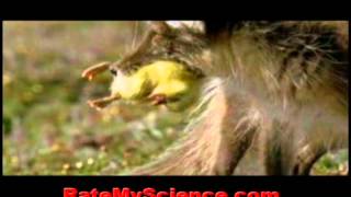 Fox kills and abducts ducklings Rate My Science [upl. by Candyce]