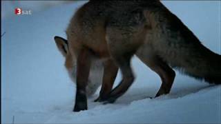 Fuchs jagd Schneemaus in den Alpen [upl. by Annaerdna251]