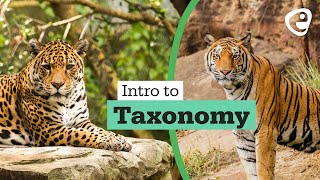 Introduction to Taxonomy [upl. by Yud]