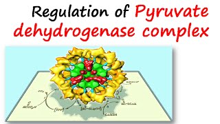 Regulation of pyruvate dehydrogenase complex [upl. by Ihsoyim]