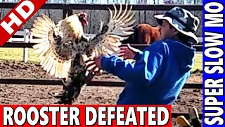 Catching Rooster Attack in MidAir EPIC [upl. by Annis]