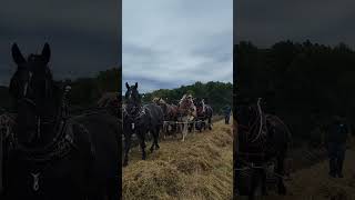 Nine draft horses plowing the fields at Lake Metroparks Farmpark [upl. by Nandor]