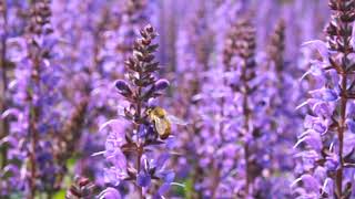 Bee Salvia Blue by You from Darwin Perennials [upl. by Artcele269]