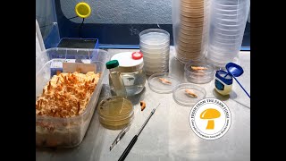 Breeding cordyceps militaris What is the best method to breed cordyceps Part 1 amp beetle updates [upl. by Lorrin]