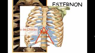 TÓRAX ÓSEO 2 [upl. by Collins]
