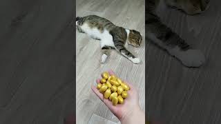 Cat barsik reverse video ASMR cat billi catvideos kitten [upl. by Collette577]