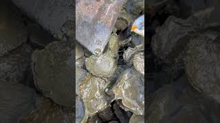 Oyster A lot After The Sea Low Tide oysters usa 100kviews fyp viral tiktok ur uk us [upl. by Nocaj27]