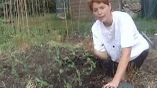 Planting Peas  Claires Allotment part 29 [upl. by Gruber]