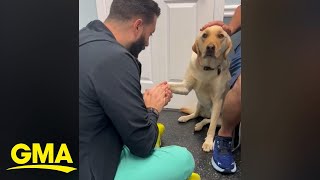 Video of injured dog learning to trust vet goes viral l GMA [upl. by Ladnek]