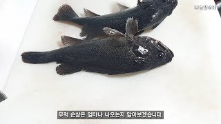 우럭회뜨기우럭 두마리 순살양은 얼마나 나올까 How to fillet a rockfish [upl. by Eannej]