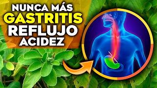 6 Plantas MILAGROSAS para CURAR la GASTRITIS el REFLUJO y la ACIDEZ ESTOMACAL  Remedios Naturales [upl. by Blus511]