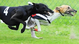 Schnell wie der Blitz Windhunderennen in Waltershofen [upl. by Gallenz641]