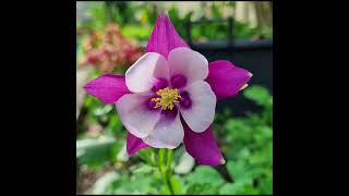 Aquilegia  Columbine [upl. by Scoville524]