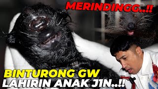 SY0KK BERATTT BINTURONG GW LAHIRIN ANAK J1N ADA TANDUKNYA😱😱 [upl. by Powell]