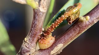 ヤドリギの成長記録！Growth record of Australian mistletoe [upl. by Okiman]