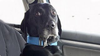 When Dogs Realizing Theyre Going to the Vet  Funniest Reaction [upl. by Salohci341]