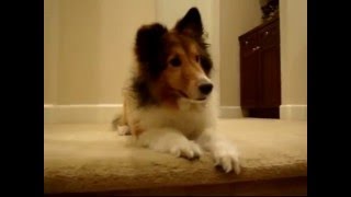 Cute Sheltie  doing tricks Ginger Dog [upl. by Aleahcim]