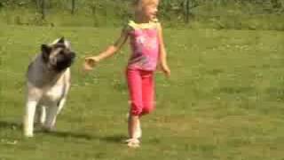 American Akita playing with Child AMERICAN TRIUMPH [upl. by Onaivatco563]