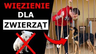 WIĘZIENIE DLA ZWIERZĄT  CZY TAK WYGLĄDA SCHRONISKO [upl. by Acirej257]